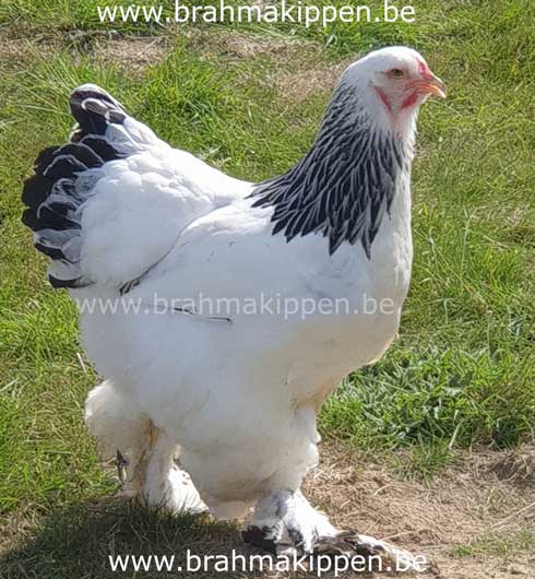 limoen zonde Dubbelzinnigheid Soms zijn er jonge Brahma kippen en kuikens te koop uit eigen kweek.