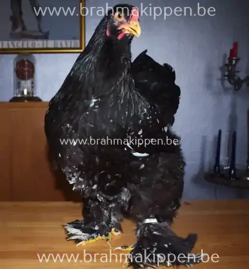 brahma geant noir caillouté poule
